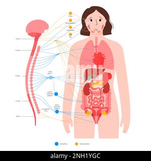 Système nerveux autonome, illustration Banque D'Images