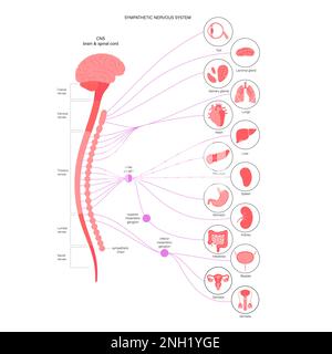 Système nerveux sympathique, illustration Banque D'Images