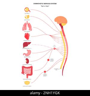 Système nerveux sympathique, illustration Banque D'Images