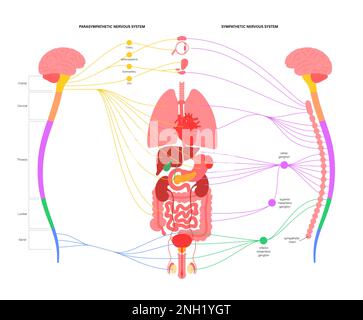 Système nerveux autonome, illustration Banque D'Images