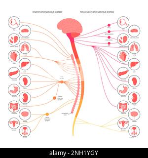 Système nerveux autonome, illustration Banque D'Images