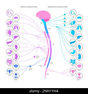 Système nerveux autonome, illustration Banque D'Images