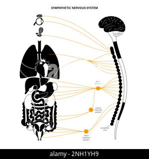 Système nerveux sympathique, illustration Banque D'Images