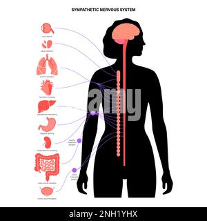 Système nerveux sympathique, illustration Banque D'Images