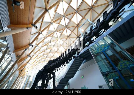 'Dippy the Diplodocus' à la galerie d'art Herbert et au musée de Coventry, où le musée sera l'hôte de la réplique de 26 mètres de long squelette pour les trois prochaines années. Date de la photo: Lundi 20 février 2023. Banque D'Images