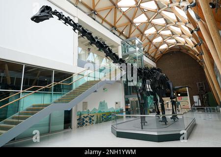 'Dippy the Diplodocus' à la galerie d'art Herbert et au musée de Coventry, où le musée sera l'hôte de la réplique de 26 mètres de long squelette pour les trois prochaines années. Date de la photo: Lundi 20 février 2023. Banque D'Images