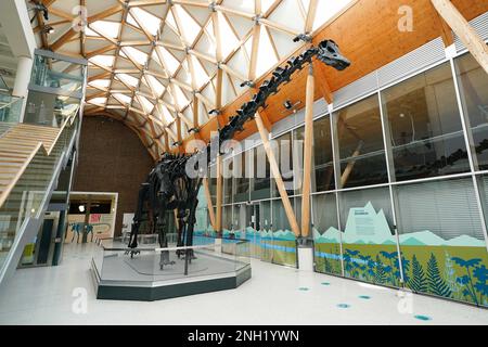 'Dippy the Diplodocus' à la galerie d'art Herbert et au musée de Coventry, où le musée sera l'hôte de la réplique de 26 mètres de long squelette pour les trois prochaines années. Date de la photo: Lundi 20 février 2023. Banque D'Images