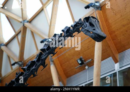 'Dippy the Diplodocus' à la galerie d'art Herbert et au musée de Coventry, où le musée sera l'hôte de la réplique de 26 mètres de long squelette pour les trois prochaines années. Date de la photo: Lundi 20 février 2023. Banque D'Images