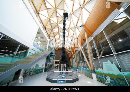 'Dippy the Diplodocus' à la galerie d'art Herbert et au musée de Coventry, où le musée sera l'hôte de la réplique de 26 mètres de long squelette pour les trois prochaines années. Date de la photo: Lundi 20 février 2023. Banque D'Images