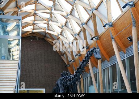 'Dippy the Diplodocus' à la galerie d'art Herbert et au musée de Coventry, où le musée sera l'hôte de la réplique de 26 mètres de long squelette pour les trois prochaines années. Date de la photo: Lundi 20 février 2023. Banque D'Images