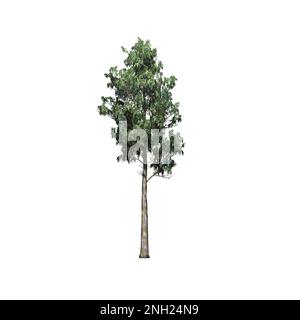 Arbre de Gum arc-en-ciel isolé sur fond blanc - 3D Illustration Banque D'Images