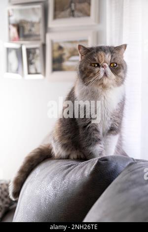 Chat de rivage exotique assis sur un canapé à côté d'une fenêtre. dans un salon. Jour. Personne. Banque D'Images