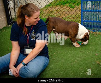 221207-N-XG502-1112 -- la technicienne en chef en cryptographie (interprétative) Kasey Gallardo, affectée aux Forces d'information navales, profite de quelques instants avec Cheeto, un Terrier américain de Stafford, qu'elle apprécie elle-même de mâcher sur un jouet à mâcher de doggie lors d'un événement bénévole hors service à Chesapeake, en Virginie Services aux animaux 8 décembre. Banque D'Images