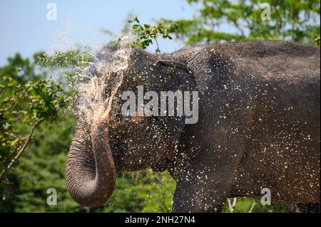 Un éléphant d'Asie arrose sa tête avec un jet d'eau sale de son tronc. Gros plan, portrait. Banque D'Images