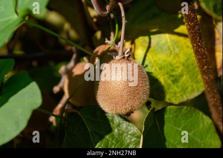 Un kiwi mûr est accroché à une branche sur un fond de feuilles vertes, illuminées par la lumière du soleil. Gros plan. Banque D'Images