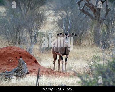 Oryx à oreilles frange (Oryx beisa callotis) une grande antilope de pays sec avec des cornes de scimitar à côté de termite de terre rouge monticule de la province de Galana, Kenya, Afrique Banque D'Images