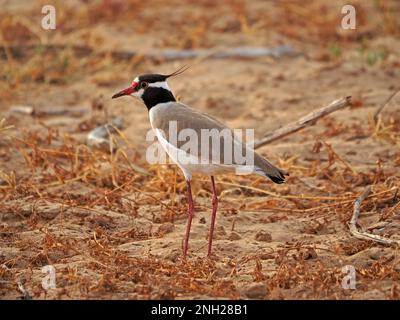 Portrait de profil de lapette à tête noire ou de pluvier à tête noire (Vanellus tectus) sur terrain sableux aride avec herbe coupée province de Galana, Kenya, Afrique Banque D'Images