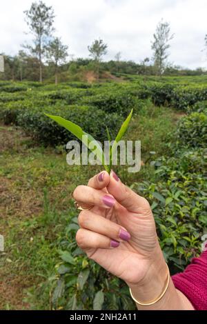 Main d'une femme asiatique tenant des feuilles de thé fraîchement cuechées avec ses doigts dans une plantation de thé ou un domaine à Wayanad au Kerala, en Inde. Banque D'Images