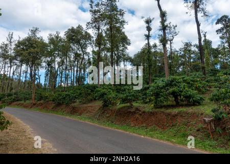 Belle vue sur une plantation de café ou une propriété de l'autre côté de la route à Wayanad à Kerala, Inde. Banque D'Images