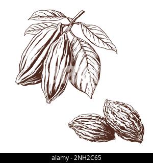 Illustration vectorielle cacao PODS, étiquette Illustration de Vecteur