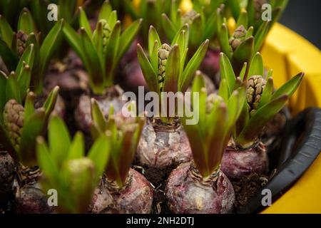 Bulbes de tulipes en gros plan. Jeunes fleurs hollandaises décoratives oignon prêt à être planté Banque D'Images