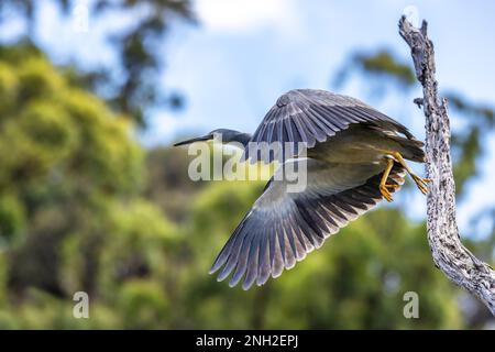 Un héron à fond blanc, egretta novaehollandiae, prend le vol d'un arbre. À Kennett River, sur la Great Ocean Road, en Australie. Banque D'Images