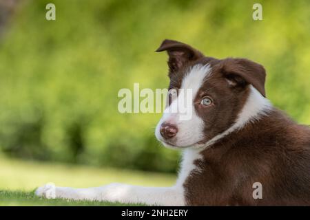 Bordure marron et blanche Collie pup dehors dans les champs. North Yorkshire, Royaume-Uni. Banque D'Images