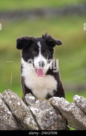 Border Collie pup sur une ferme. Cumbria, Royaume-Uni. Banque D'Images