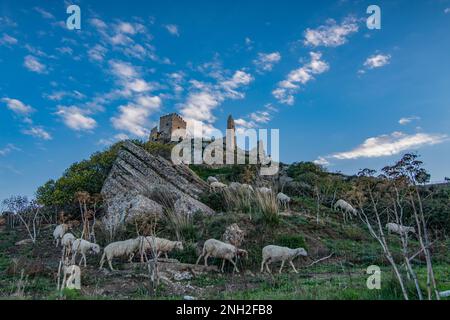 Moutons pâturant sous le château de Cefalà Diana, Sicile Banque D'Images