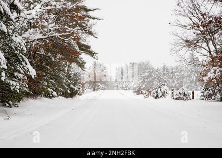 Une route rurale bordée d'arbres couverts de neige avec des pistes de véhicules. Banque D'Images