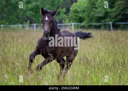 Poulain courant dans la prairie de printemps, cheval noir Banque D'Images
