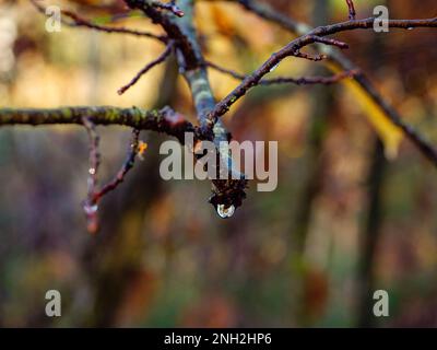 Gros plan d'une goutte d'eau après la pluie sur un arbre de printemps Banque D'Images