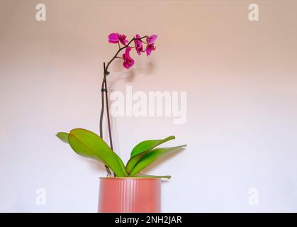 fleur d'orchidée violette dans un vase en gros plan sur le mur blanc. Fond floral. Copier l'espace. Décoration intérieure. Jardinage Banque D'Images