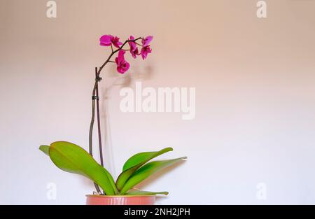 fleur d'orchidée violette dans un vase en gros plan sur le mur blanc. Fond floral. Copier l'espace. Décoration intérieure. Jardinage Banque D'Images