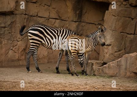 Photo d'une mère zébrée avec son bébé prise du côté avec un paysage rocheux en arrière-plan. Banque D'Images