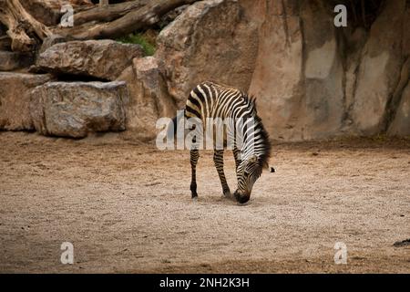 Photo longue distance d'un bébé zébré pris du côté, paysage rocheux en arrière-plan. Banque D'Images