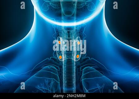 Vue antérieure ou avant des glandes parathyroïdiennes et parathyroïdiennes 3D avec rayons X, illustration avec contours du corps masculin. Anatomie, système endocrinien, médical, b Banque D'Images