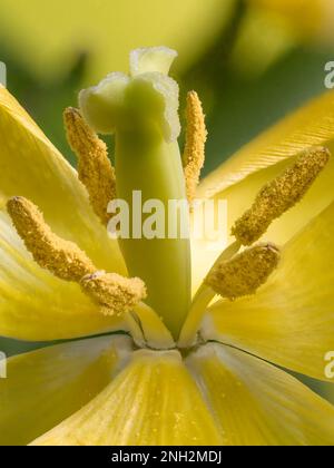 Gros plan de l'ovaire et des anthères d'une vieille fleur jaune vif de tulipe Banque D'Images