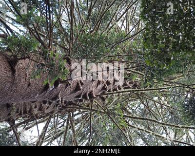 Lootinng vers le haut à un pin de Bunya, Araucaria bidwillii Banque D'Images