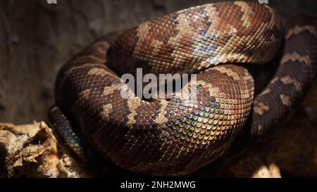 Un grand python réticulé et écailleux s'enroule dans un nœud et attend une victime. Un magnifique motif sur la peau scintille avec un arc-en-ciel Banque D'Images