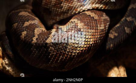 Un grand python réticulé et écailleux s'enroule dans un nœud et attend une victime. Un magnifique motif sur la peau scintille avec un arc-en-ciel Banque D'Images