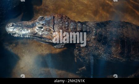 Faune, animal dangereux. Un crocodile sous-marin dont la tête dépasse de l'eau attend sa proie. Faites le tour des vagues. Sous l'eau vid Banque D'Images