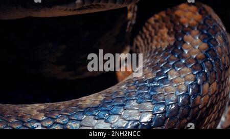 Un grand python réticulé et écailleux s'enroule dans un nœud et attend une victime. Un magnifique motif sur la peau scintille avec un arc-en-ciel Banque D'Images