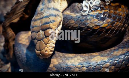 Un grand python réticulé et écailleux s'enroule dans un nœud et attend une victime. Un magnifique motif sur la peau scintille avec un arc-en-ciel Banque D'Images