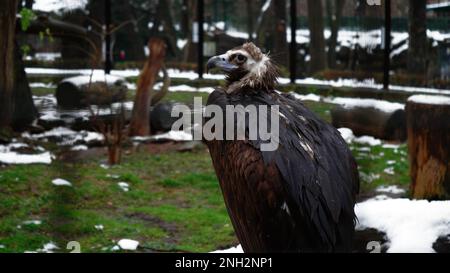 Gros plan d'un griffon noir debout sur l'herbe dans un parc enneigé. Vidéo de vautour de griffon noir sur fond d'herbe Banque D'Images