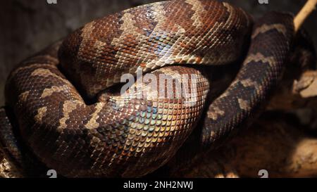 Un grand python réticulé et écailleux s'enroule dans un nœud et attend une victime. Un magnifique motif sur la peau scintille avec un arc-en-ciel Banque D'Images