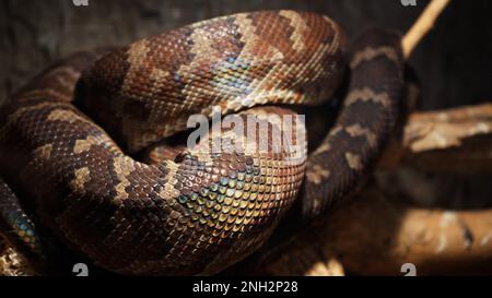 Un grand python réticulé et écailleux s'enroule dans un nœud et attend une victime. Un magnifique motif sur la peau scintille avec un arc-en-ciel Banque D'Images
