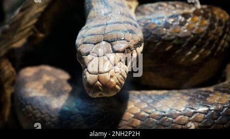 Un grand python réticulé et écailleux s'enroule dans un nœud et attend une victime. Un magnifique motif sur la peau scintille avec un arc-en-ciel Banque D'Images