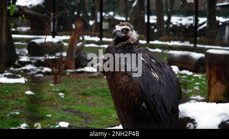 Gros plan d'un griffon noir debout sur l'herbe dans un parc enneigé. Vidéo de vautour de griffon noir sur fond d'herbe Banque D'Images