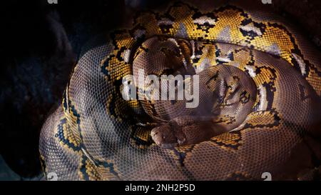 Un grand python réticulé et écailleux s'enroule dans un nœud et attend une victime. Un magnifique motif sur la peau scintille avec un arc-en-ciel Banque D'Images